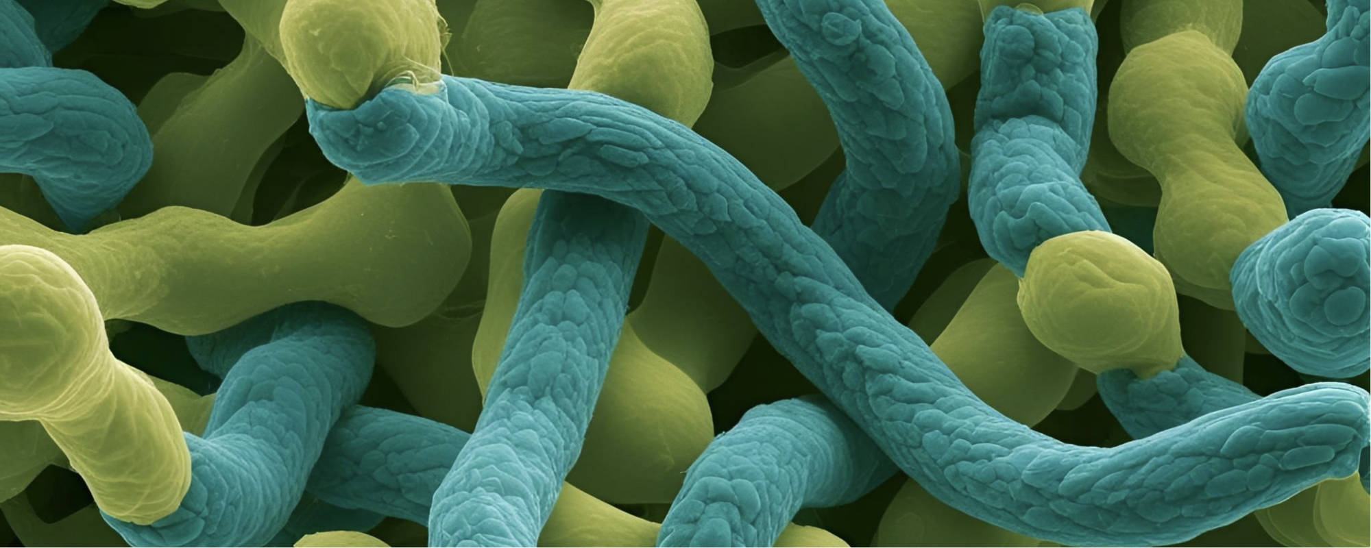 Zaawansowane materiały w druku 3D: Kiedy wybrać Nylon vs. PLA, PETG i ABS